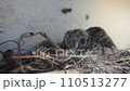 mother of bird warming newborn in eggs on net at human home 110513277