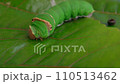 Green worm walking on green leaf in the garden	 110513462