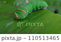 Green worm walking on green leaf in the garden	 110513465