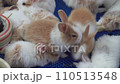 rabbit farming in vage for pet concept 110513548
