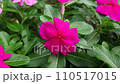 花、自宅庭、季節 110517015