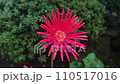花、自宅庭、季節 110517016