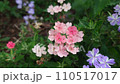 花、自宅庭、季節 110517017