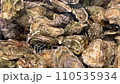 Close-up of fresh oysters in an aquarium with clear water. Live seafood before cooking. Shellfish for cooking. Family of marine bivalve mollusks 110535934