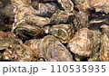 Close-up of fresh oysters in an aquarium with clear water. Live seafood before cooking. Shellfish for cooking. Family of marine bivalve mollusks 110535935