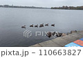 wild birds in the park 110663827