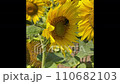 Sunflowers and bees [Memanbetsu, Hokkaido] 110682103
