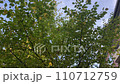Airplane through the trees 110712759