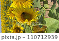 Sunflower field [Memanbetsu, Hokkaido] Vertical shooting 110712939