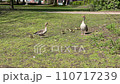Migratory bird family [Hamburg, Germany] 110717239