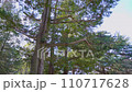 木々の中を歩く01 110717628