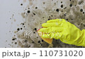 Mold on the wall. Close-up of a woman's hand in yellow rubber gloves wiping the mold off the wall. The concept of fungus removal. 110731020