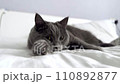 The grey cat is lying on the bed and licking his 110892877