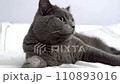 The grey cat is lying on the bed and licking his 110893016