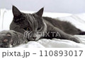 The grey cat is lying on the bed and licking his 110893017