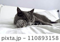 The grey cat is lying on the bed and licking his 110893158