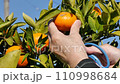 Picking oranges 110998684