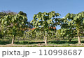 papaya 110998687