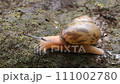 snails  111002780