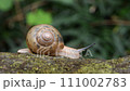 snails  111002783