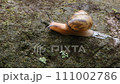 snails  111002786