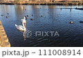 Swans in the pond. A family of swans swims in a pond. 111008914