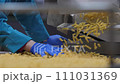 Looking on the worker hands in blue gloves that controls quality of a pasta 111031369