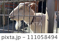 白ヤギ　お口　モグモグ 111058494