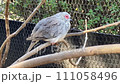 ウスユキバト 111058496