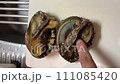 調理される前の活あわび 111085420