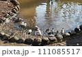 水浴びをする文鳥の群れ 111085517