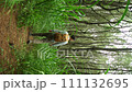 A middle-aged man walking along a forest path tall bright green grass with a backpack. Static shot from behind. Vertical shot 111132695