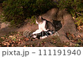 貓父母和孩子 111191940