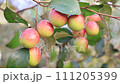 Red jujube fruits or apple kul boroi on a tree branch swings in the garden with Shallow depth of field 111205399