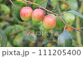 Red jujube fruits or apple kul boroi on a tree branch swings in the garden with Shallow depth of field 111205400