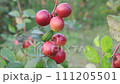 Red jujube fruits or apple kul boroi on a tree branch swings in the garden with a Shallow depth of field 111205501