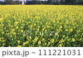 Yellow Rapeseed / Mustard Flowers blowing in the wind in the field 111221031