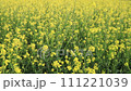 Yellow Rapeseed / Mustard Flowers blowing in the wind in the field 111221039
