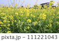 Yellow Rapeseed / Mustard Flowers blowing in the wind in the field 111221043