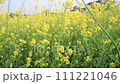Yellow Rapeseed / Mustard Flowers blowing in the wind in the field 111221046