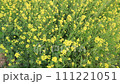 Yellow Rapeseed / Mustard Flowers blowing in the wind in the field 111221051
