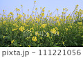 Yellow Rapeseed / Mustard Flowers blowing in the wind in the field 111221056