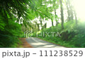 A blurred asphalt road through a beautiful green forest with the rays of the morning sun. Focus on the foreground 111238529