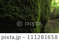 Close-up of stones and rocks covered by moss along water stream flowing through green tropical rainforest canyon. Tracking shot 111281658