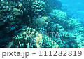 Lively coral reef teeming with life 111282819