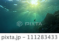 Sunlit Coral Ascent: Beneath the Ocean's Slow-Motion Surface 111283433