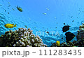 Lively coral reef edge with a lot of colorful fish 111283435