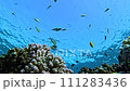 Lively coral reef edge with a lot of colorful fish 111283436