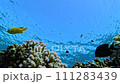 Lively coral reef edge with a lot of colorful fish 111283439