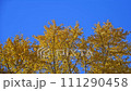 秋天的銀杏葉在藍天的襯托下綻放出黃色 111290458